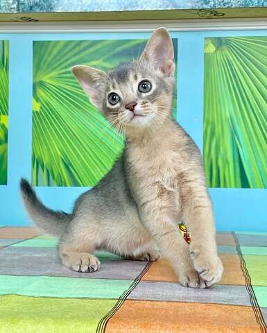 Abessinier-Kätzchen