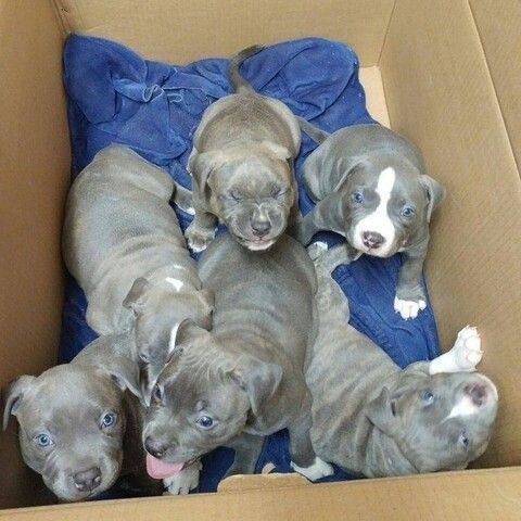 Blue Staffordshire Welpen