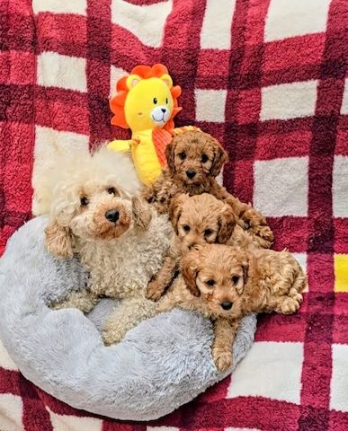 Dunkelrote Cavapoo-Welpen zu verkaufen