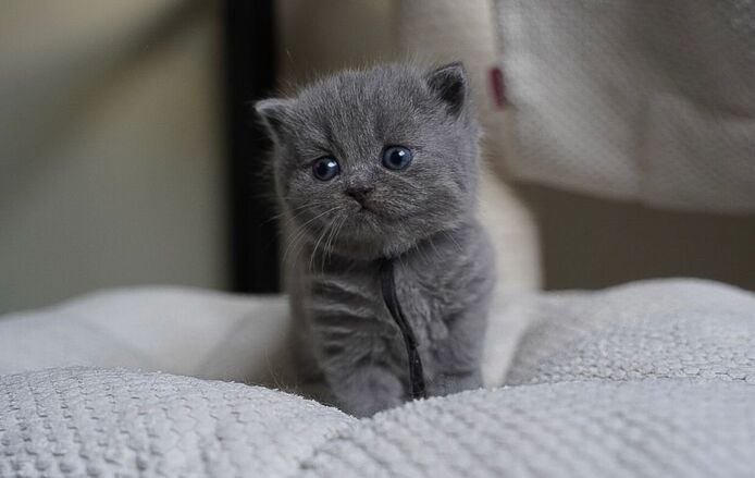 Britisch Kurzhaar online kaufen