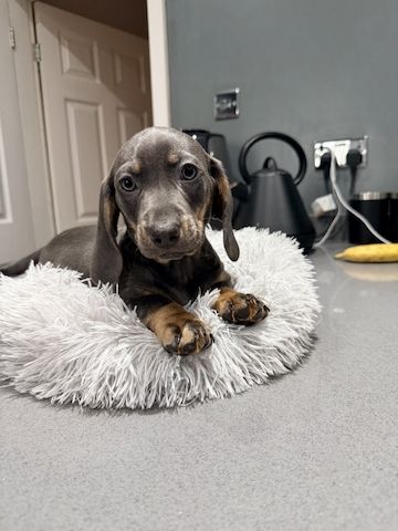 Wunderschöne Dackelwelpen zu verkaufen