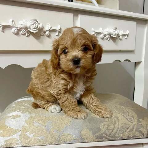 Bezaubernde Maltipoo-Welpen