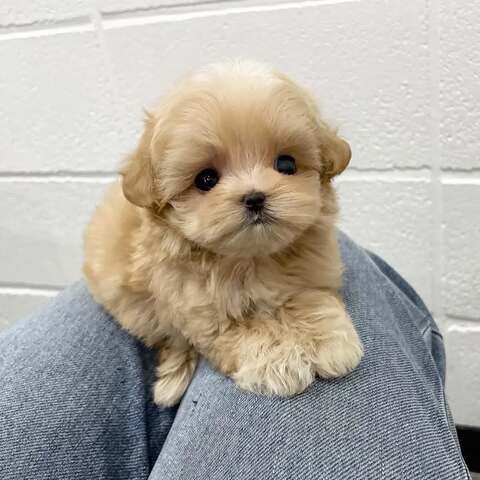 Bezaubernde Maltipoo-Welpen