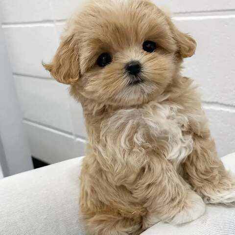 Bezaubernde Maltipoo-Welpen