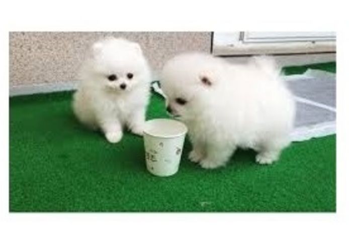 MINI POMERANIAN ZWERGSPITZ BOO WELPEN ZUM VERSCHENKEN