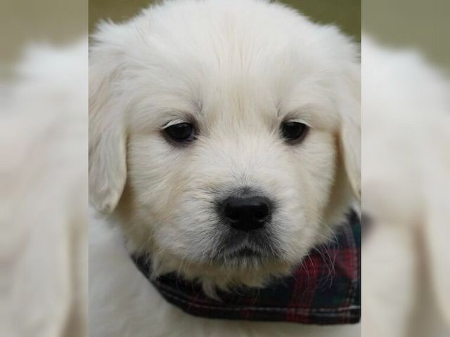 Golden-Retriever-Welpen mit Stammbaum.