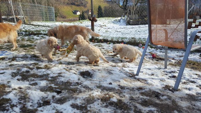 Golden-Retriever-Welpen suchen ein neues Zuhause