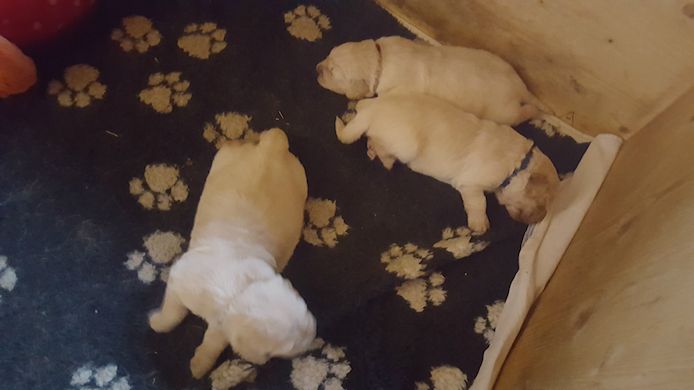 Golden-Retriever-Welpen suchen ein neues Zuhause