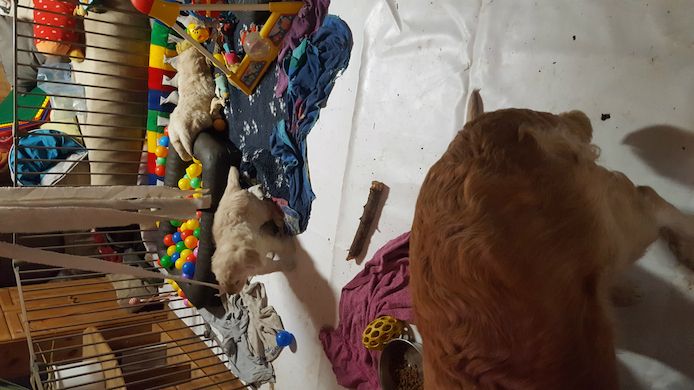 Golden-Retriever-Welpen suchen ein neues Zuhause