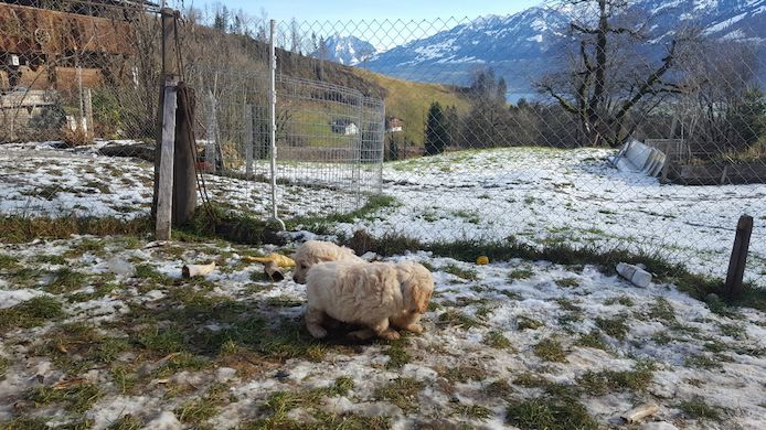 Golden Retriever Welpen