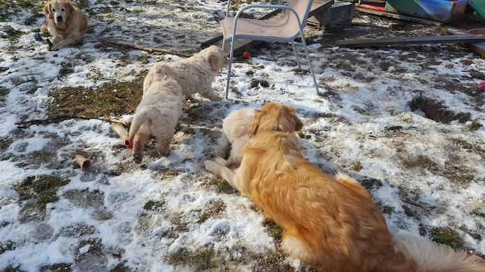 Golden Retriever Welpen