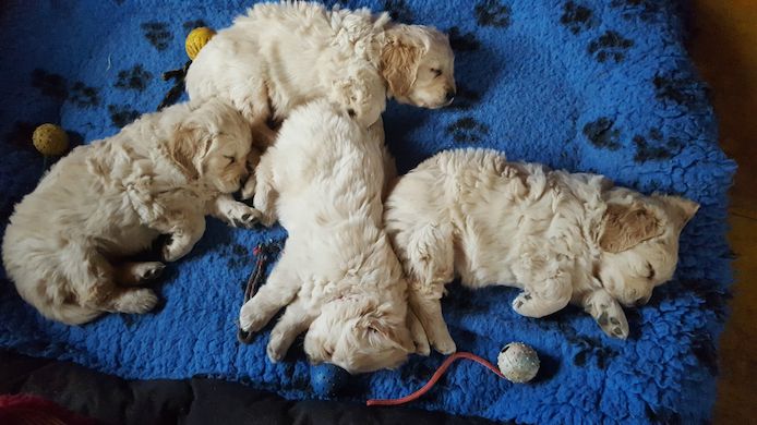 Golden-Retriever-Welpen aus liebevoller Hobbyzucht.