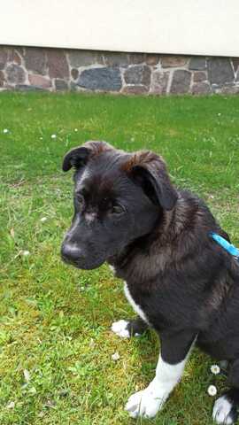 Süße Zoe wartet auf ihr Zuhause