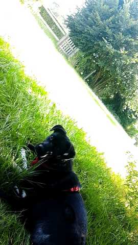 Süße Zoe wartet auf ihr Zuhause