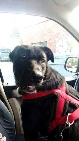 Süße Zoe wartet auf ihr Zuhause