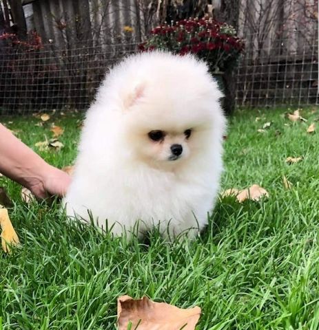 Pomeranian Spitz Welpen