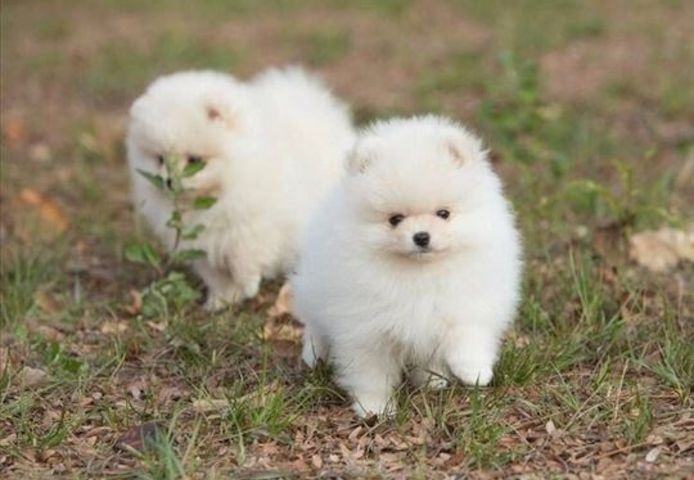 Pomeranian Spitz Welpen