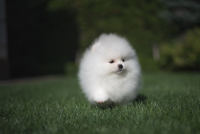 Beautiful purebred Pomeranian puppies