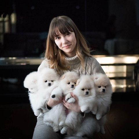 Beautiful purebred Pomeranian puppies