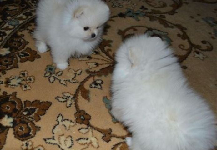 Our two sweet Pomeranian puppies
