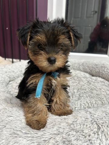 Yorkie Puppies for sale