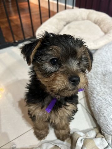Yorkie Puppies for sale