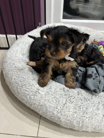 Yorkie Puppies for sale