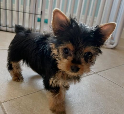 Yorkshire terriers Puppies for sale