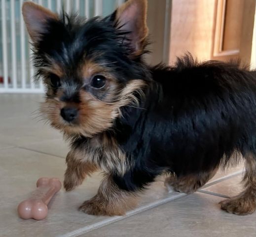 Yorkshire terriers Puppies for sale
