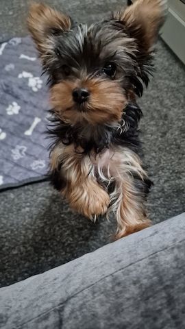 Yorkshire Terrier puppies,
