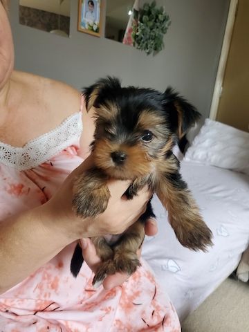 Yorkshire terriers Puppies