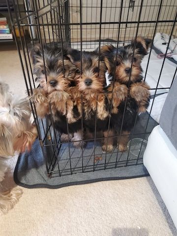 Yorkshire terriers Puppies