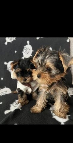 Miniature Yorkie puppies