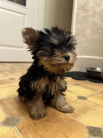 Yorkshire terriers Puppies