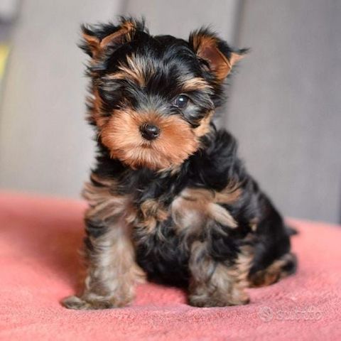 Yorkshire terriers 