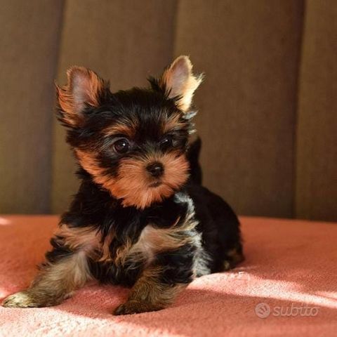 Yorkshire terriers 
