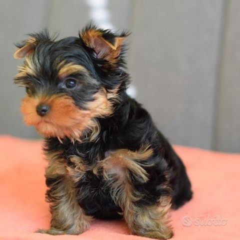 Yorkshire terriers Puppies for sale