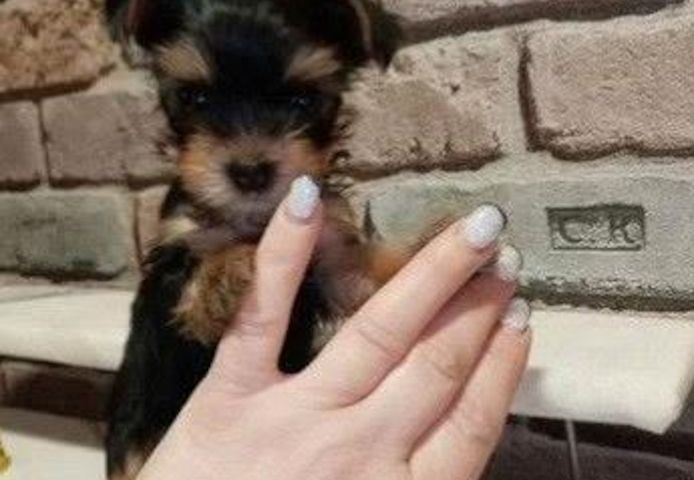 Yorkshire terriers Puppies for sale