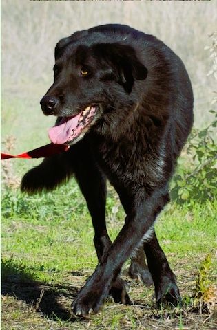 Mike - ein Goldschatz