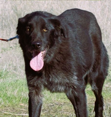 Mike - ein Goldschatz