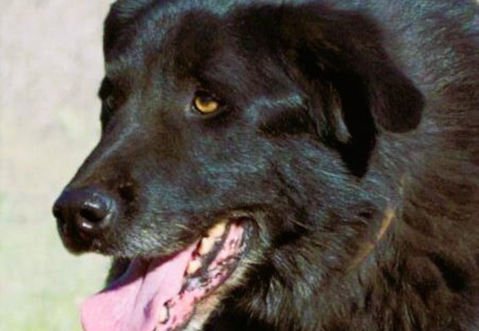 Mike - ein Goldschatz