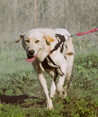 Doya - ein großer Schatz