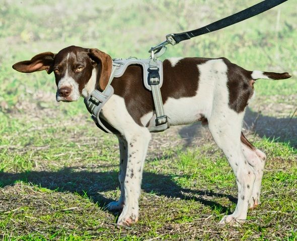 Scout - bereit für Abenteuer