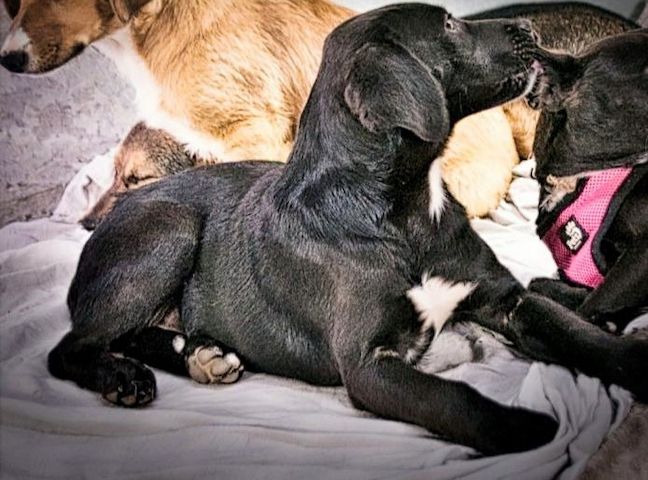 Mokka - neugierig und freundlich