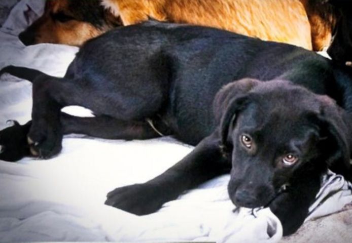 Mokka - neugierig und freundlich