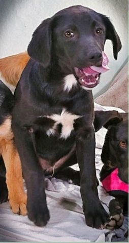 Mokka - neugierig und freundlich