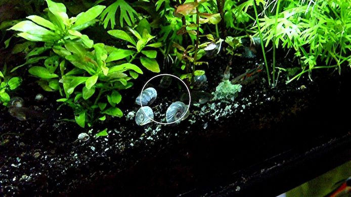 Blaue Posthornschnecke, ab 1€ (Versand, Abholung)