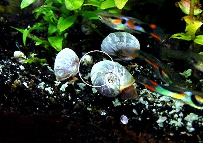 Blaue Posthornschnecke, ab 1€ (Versand, Abholung)