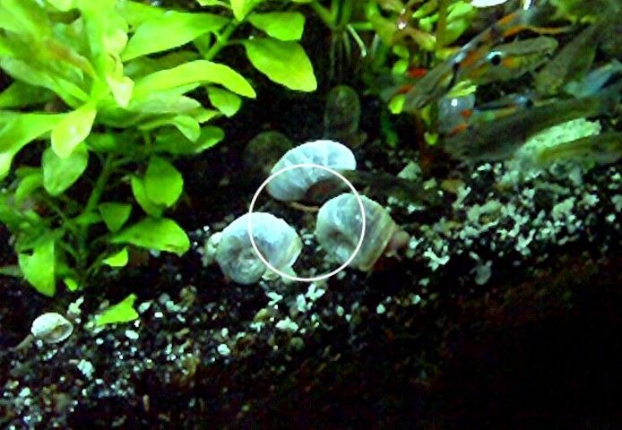 Blaue Posthornschnecke, ab 1€ (Versand, Abholung)