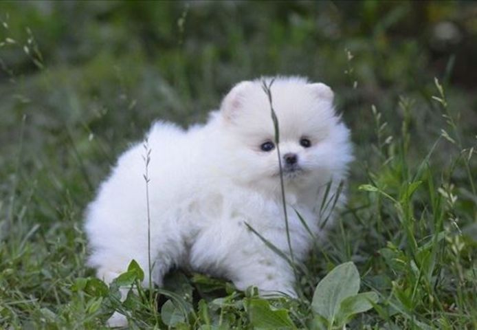 Pomeranian-Welpen